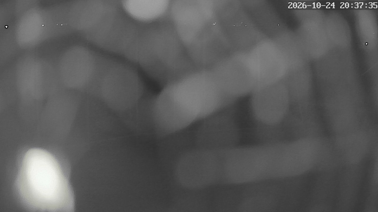 MRSV Bayern Webcam